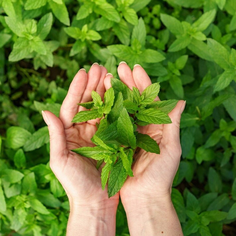 Yakima Peppermint Essential Oil, 1 oz